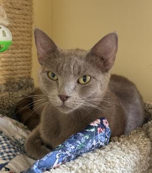 A close-up portrait of a grey cat with yellow eyes, resting near a floral patterned fabric and a cat tower.