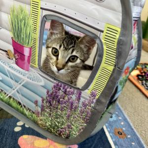 Allie - Sweet Window Watcher, kitten, available for adoption