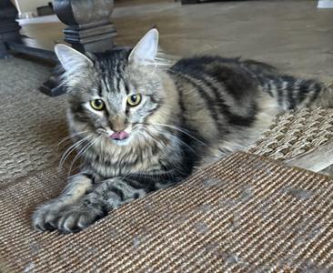 A fluffy tabby cat with green eyes and a pink tongue sticking out, lying on a woven mat.