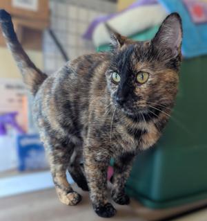 WHISKEY, adult, available for adoption