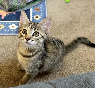 Gracie - sweet playful and full of Purrs, kitten, available for adoption