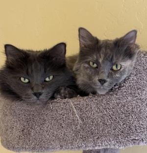 HADES and HERA, adult, available for adoption
