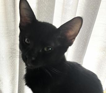 Echo — A Handsome Little Shadow, kitten, available for adoption