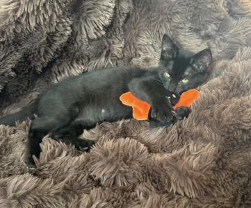 A black cat lying on a fluffy brown blanket, playing with an orange toy.