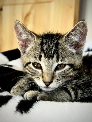 Milo — The Playful Little Cuddlebug, kitten, available for adoption
