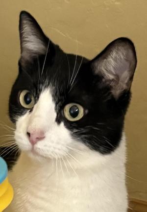 KC, adult, available for adoption