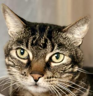 SPENCER, adult, available for adoption