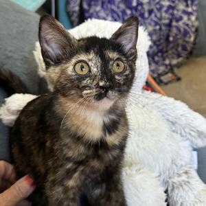 Clover - The Little Tortie with a Big Personality, kitten, available for adoption