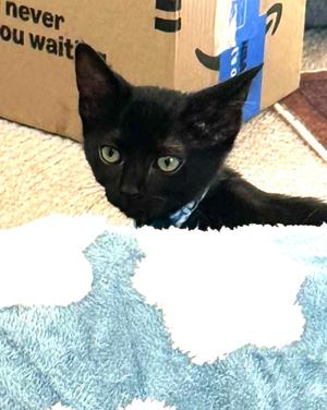 Billie — The Quiet Little Explorer, kitten, available for adoption