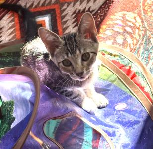 Millie — The Sweet Little Greeter, kitten, available for adoption