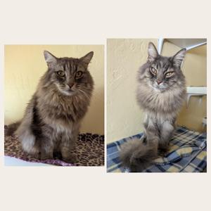 BO & HOPE - Bonded Pair, adult, available for adoption