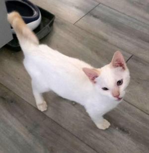 A white cat with a pink nose and ears standing on a wooden floor, looking up at the camera.