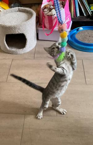 Ash - Your Curious Little Shadow, kitten, available for adoption