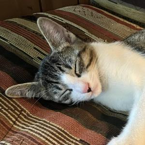 Nemo — The Little Masked Charmer, kitten, available for adoption