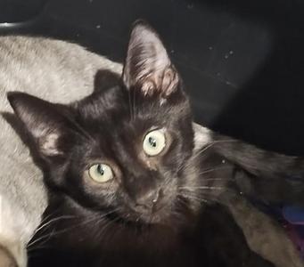 A close-up of a black cat with bright green eyes, looking directly at the camera. The cat's ears are perked up, and it appears to be lying down. The background is dark and out of focus.