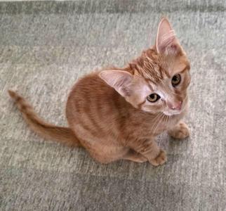 A ginger kitten sitting on a gray carpet, looking up with large eyes.
