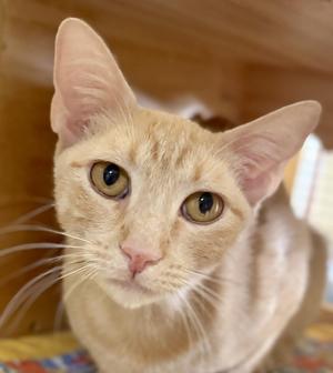 PEACHES, adult, available for adoption