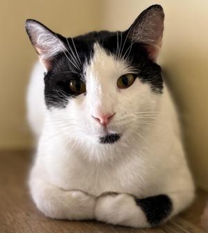 JASON, adult, available for adoption