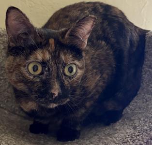 MISS KITTY, adult, available for adoption