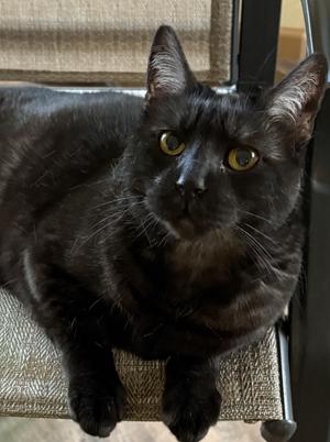 GINA, adult, available for adoption