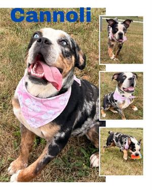 Cannoli, Boxer / French Bulldog, young, available for adoption