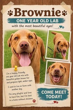 Brownie, Labrador Retriever, young, available for adoption