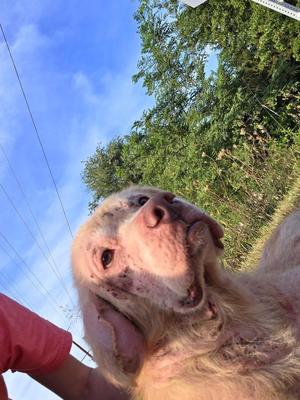 Dobby, Mixed Breed, young, available for adoption