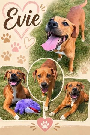 Evie, Boxer / Mixed Breed, puppy, available for adoption