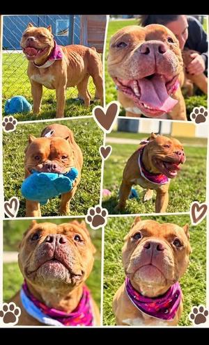 Darla, American Staffordshire Terrier / Mixed Breed, young, available for adoption