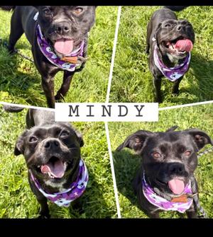 Mindy, Border Collie / Pug, adult, available for adoption