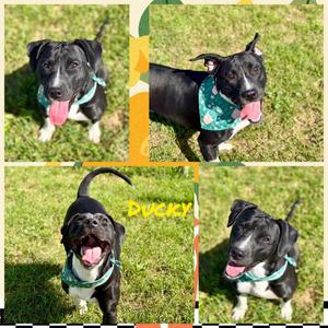 Ducky, Boxer / Mixed Breed, puppy, available for adoption