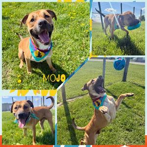 Mojo, Black Mouth Cur, adult, available for adoption