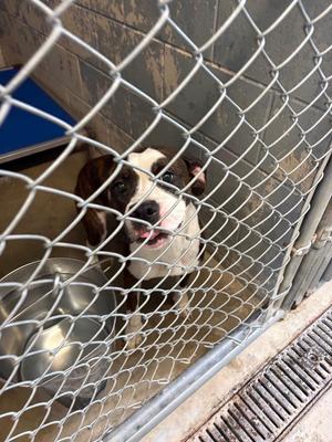 Amara, Boxer / Mixed Breed, young, available for adoption