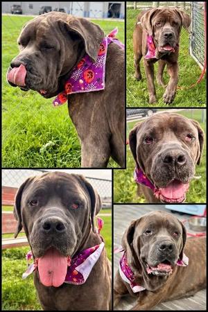 Emmy, Mastiff, adult, available for adoption