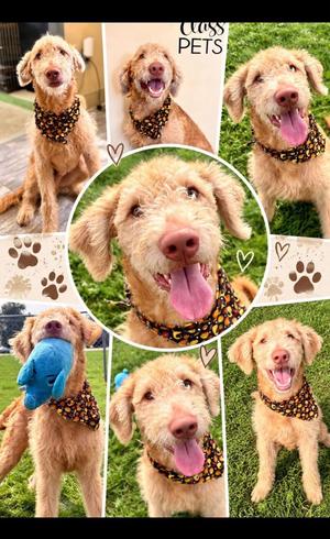 Franklin, Retriever / Poodle, puppy, available for adoption