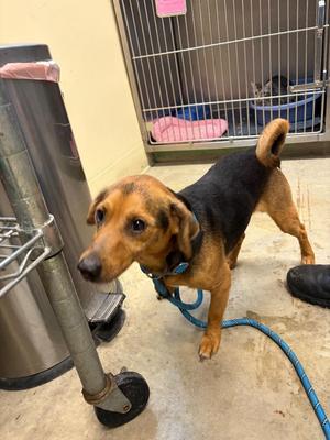 Dodger, Hound / Mixed Breed, adult, available for adoption