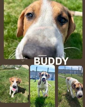 Buddy, Mixed Breed, puppy, available for adoption