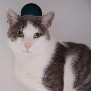 A gray and white cat with green eyes looking directly at the camera.