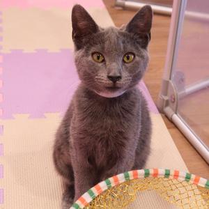 Hazel, young, available for adoption