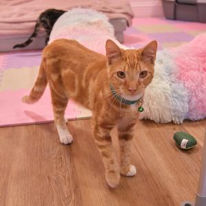 An orange tabby cat with a green collar stands on a wooden floor, looking directly at the camera. In the background, there is a pink and white fluffy blanket and a green toy on the floor.