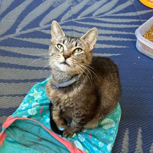 Stevie, adult, available for adoption