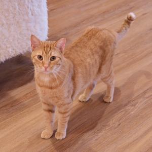 A ginger cat standing on a wooden floor.