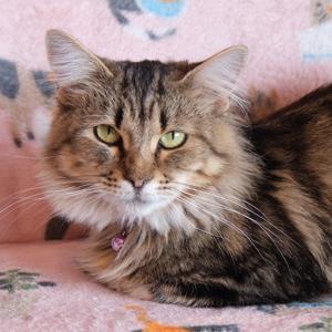 Persephone, adult, available for adoption