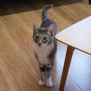 Asling, adult, available for adoption