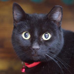 A close-up of a black cat with yellow eyes and a red collar.