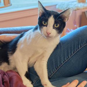Scout, adult, available for adoption