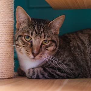 Owen, adult, available for adoption