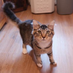 Leon, young, available for adoption