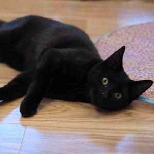 Binx, adult, available for adoption