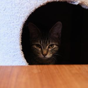 Cooper, young, available for adoption